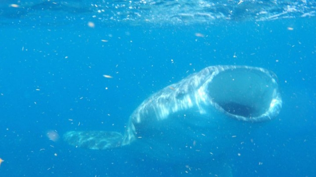 Avistar al tiburon ballena